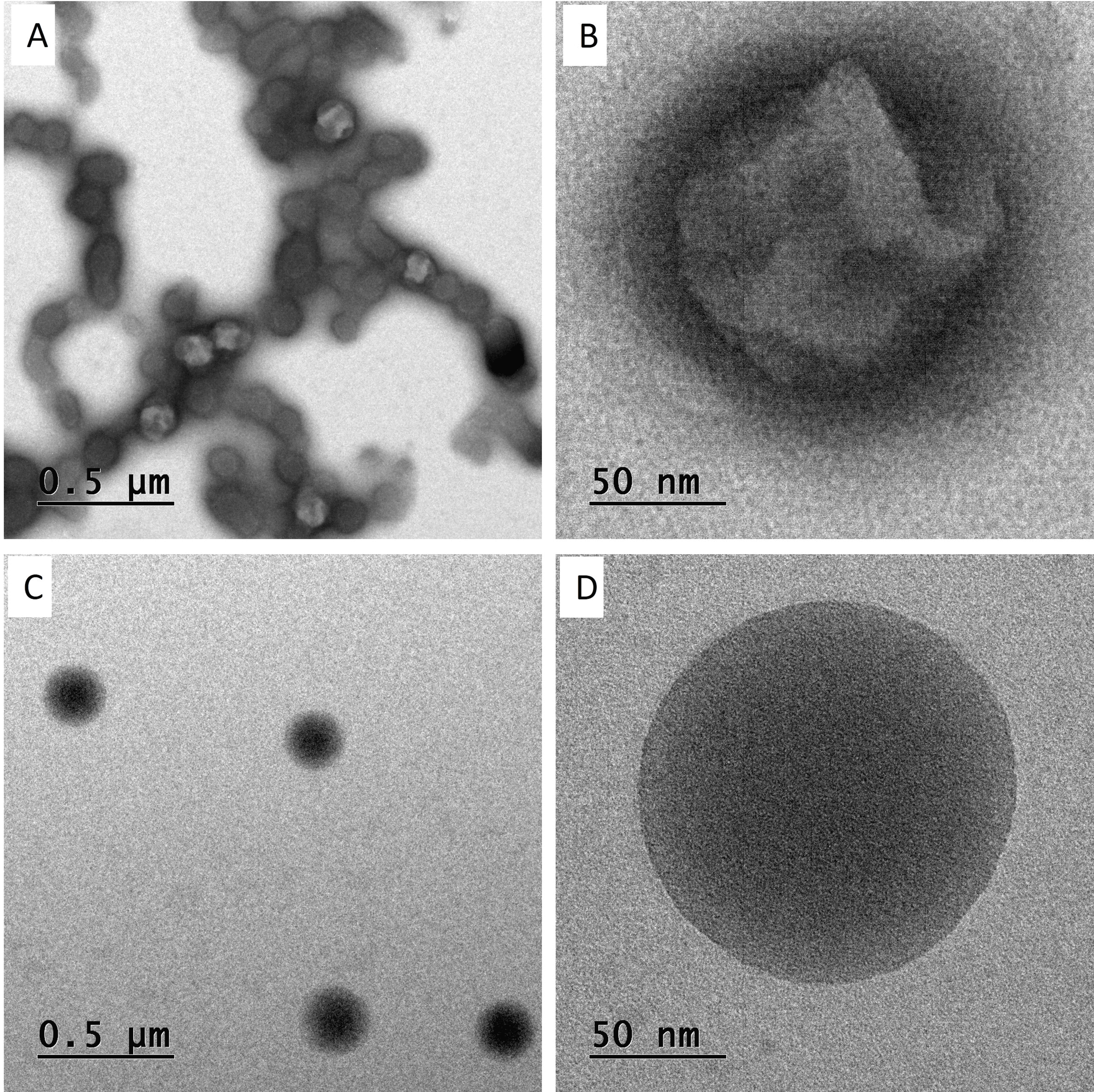 Shell Protection of Styrene-Rich Core Polymer for Exterior Paint Durability